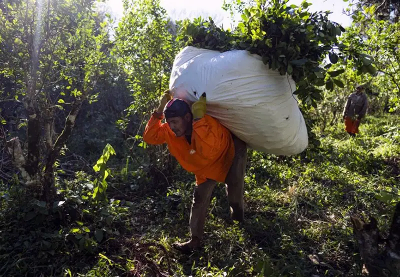 Productores impulsan una Ley de Emergencia Yerbatera