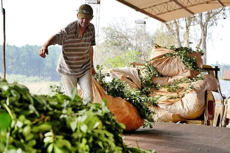 Crisis yerbatera: Producir un kilo de hoja verde cuesta $473