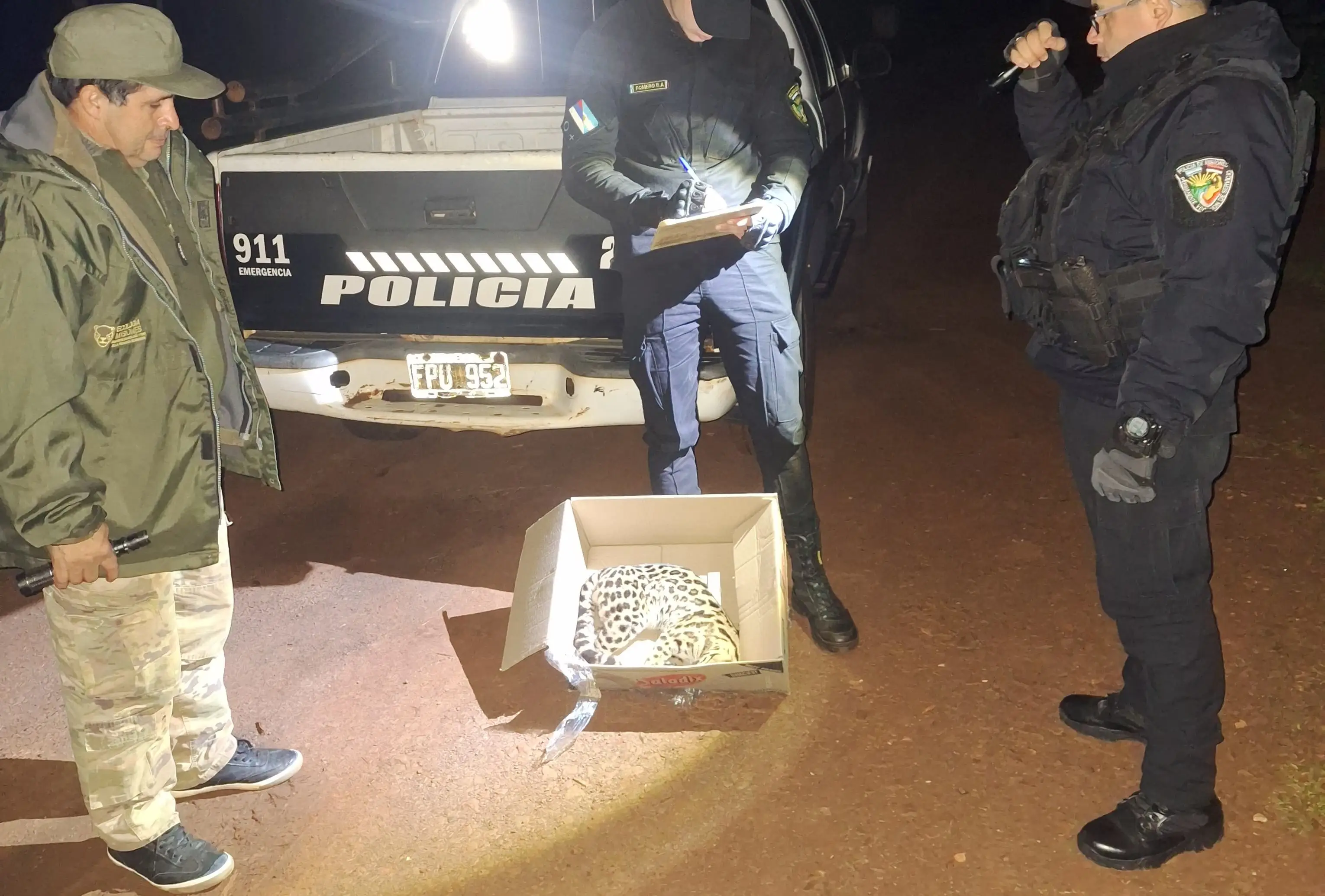 Puerto Esperanza: atropellaron y mataron un margay