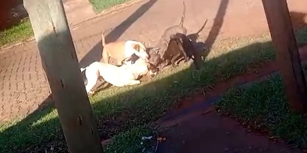 Rige la ley que regula la tenencia de perros “peligrosos”