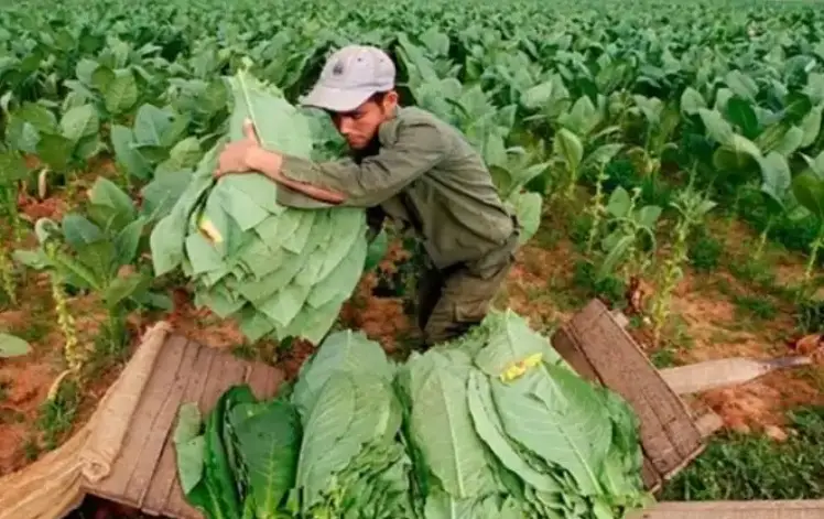 Tabaco: Pagarán a más de cinco mil productores el 28 de abril