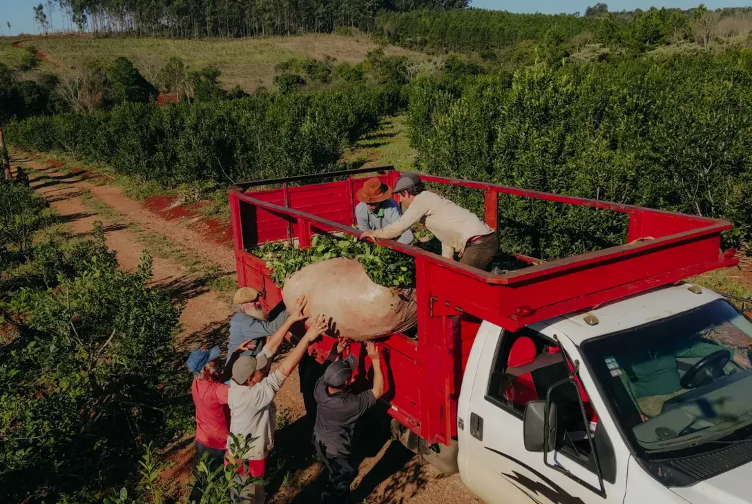 Yerba: El precio sostén es de $508 y se paga la mitad