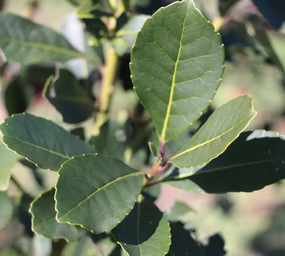 Yerba Mate: las ventas superaron los 46 millones de kilos en el primer bimestre