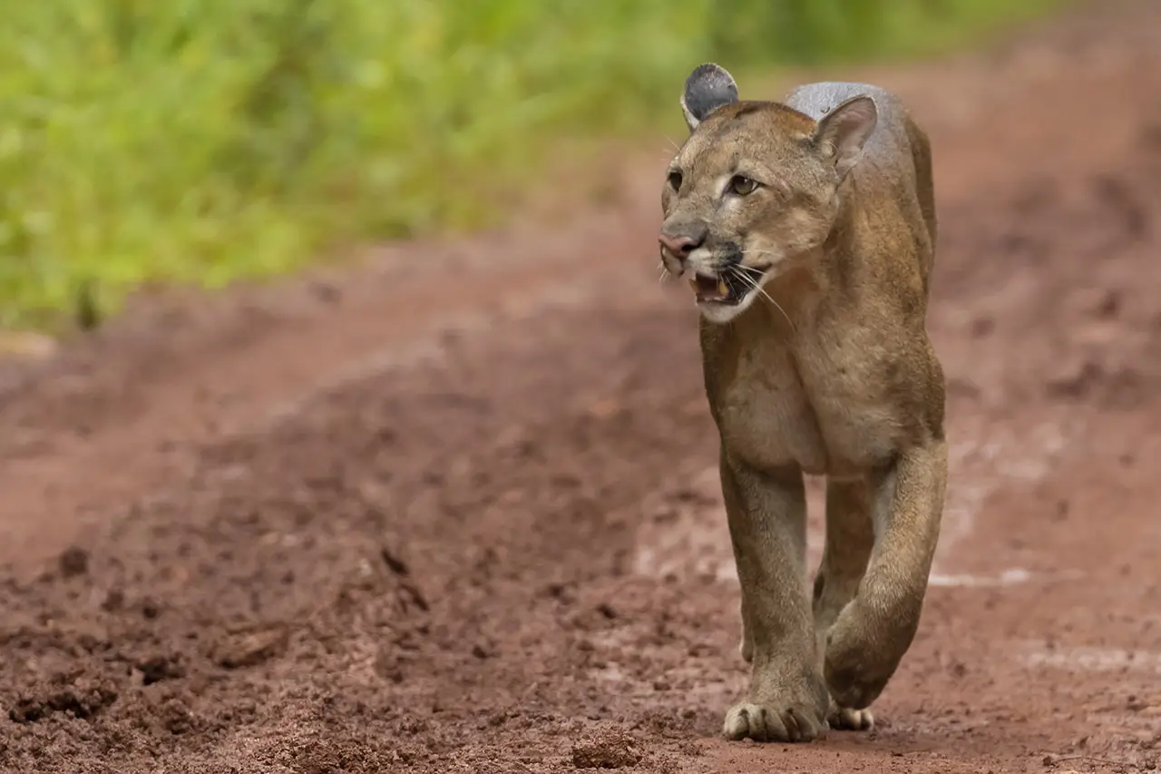 Investigan el avistamiento de un puma en Posadas