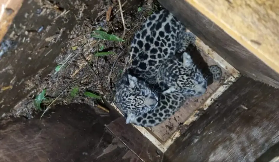 Capturan y reubican a yaguareté herida junto a sus crías
