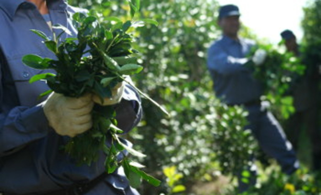 Yerba Mate: las ventas superaron los 279 millones de kilos entre enero y noviembre