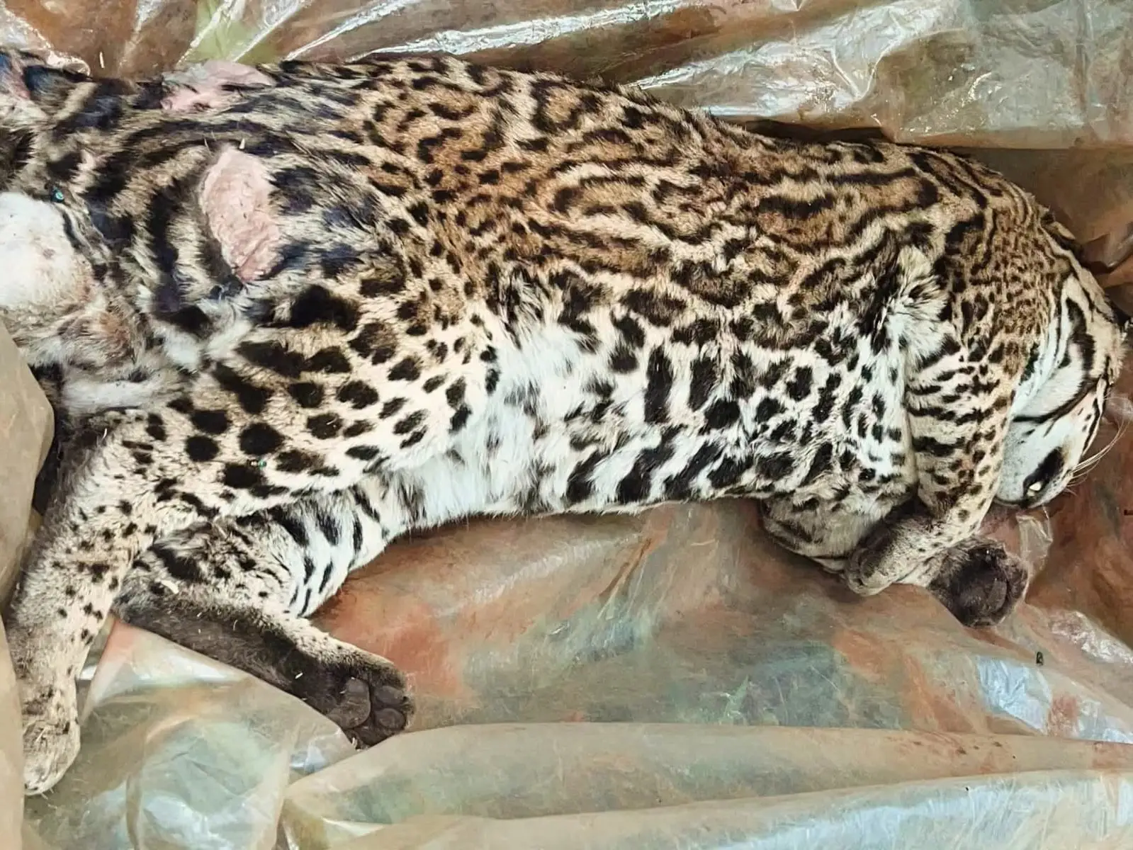 Investigan un nuevo caso de atropellamiento de fauna