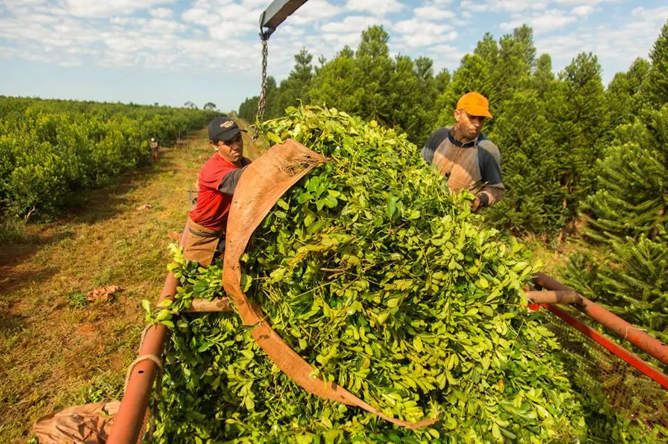 Productores reclaman la declaración de la emergencia yerbatera