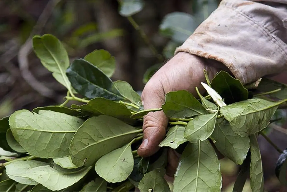 Crisis yerbatera: “la necesidad de los productores hace que no se pueda frenar la cosecha”