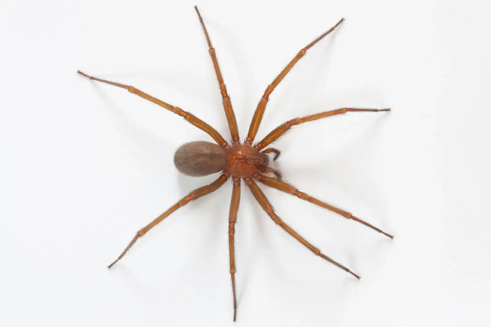 Explican cómo identificar la picadura de la araña del rincón