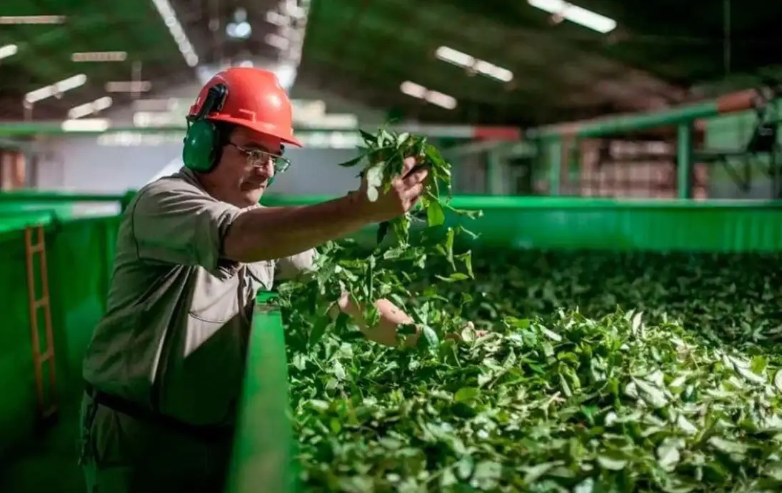 Créditos: desde mayo se inyectaron más de $5 mil millones al sector yerbatero