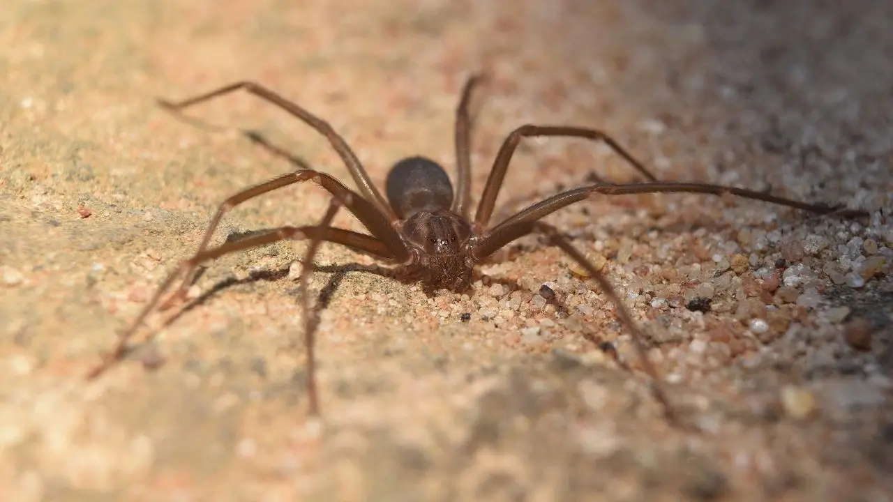 Beba murió tras ser picada por una araña en Alba Posse