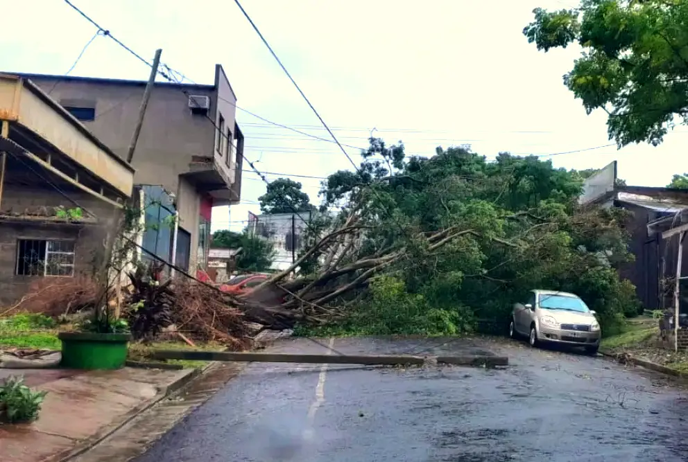 Temporal en Posadas: “Tuvimos 100 árboles caídos”, dijo Koch