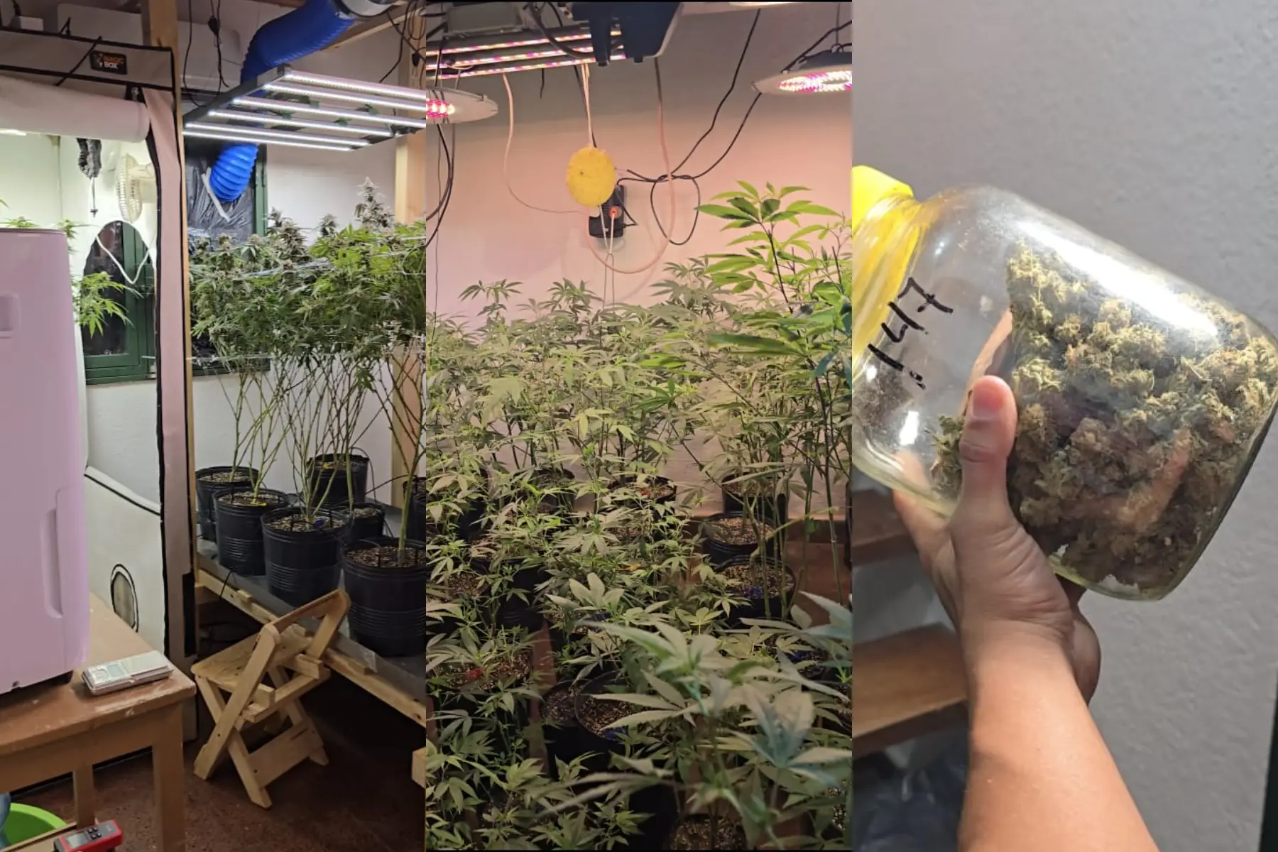 Secuestran más de 100 plantas de marihuana en Posadas