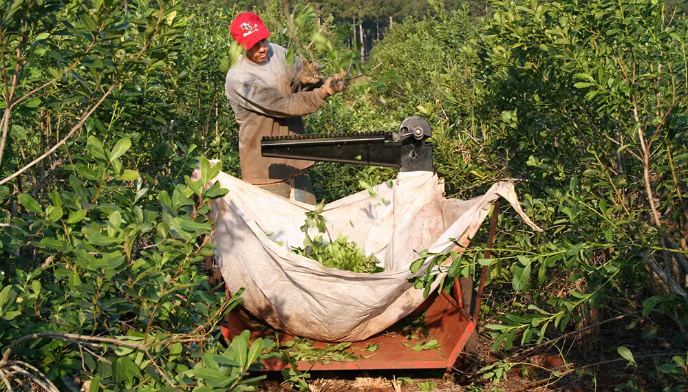 Cuestionan la desregulación total del mercado yerbatero