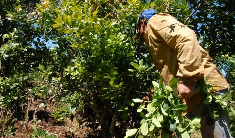 Primer trimestre: las ventas de yerba mate superaron los 76 millones de kilos